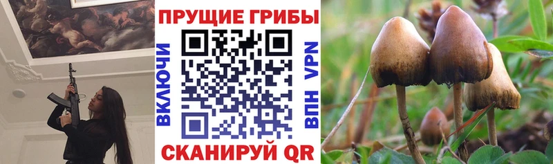 Псилоцибиновые грибы мицелий  Островной 